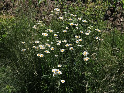 Marguerite blanche (Leucanthemum vulgare)_15