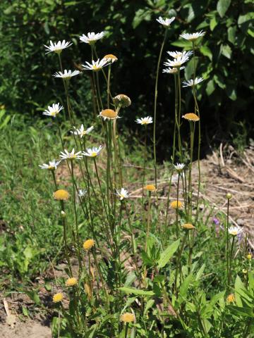 Marguerite blanche (Leucanthemum vulgare)_16