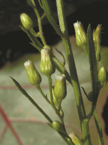 Vergerette du Canada(Erigeron canadensis)_1