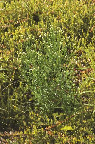 Vergerette du Canada(Erigeron canadensis)_9