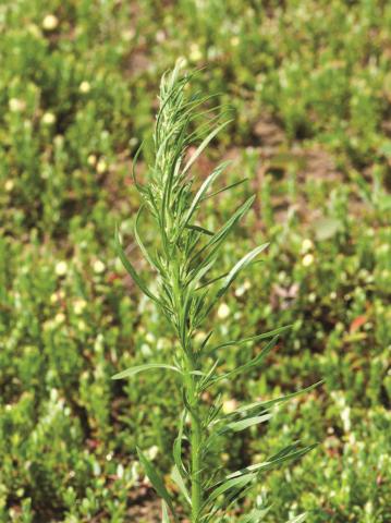 Vergerette du Canada(Erigeron canadensis)_11