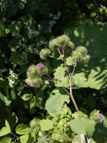 Grande bardane (Arctium lappa)_2