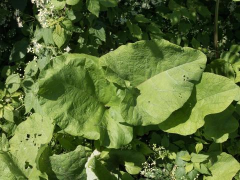 Grande bardane (Arctium lappa)_3