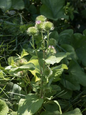 Grande bardane (Arctium lappa)_8