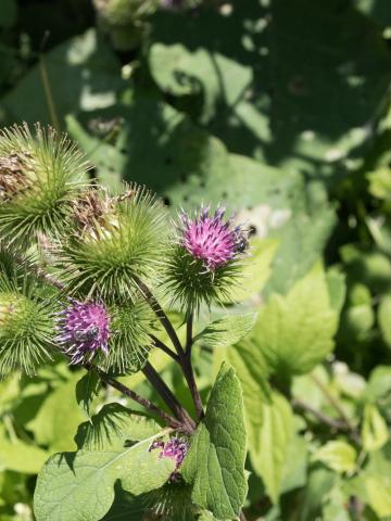 Grande bardane (Arctium lappa)_11