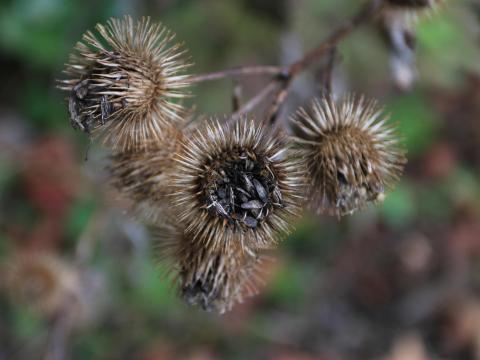 Grande bardane (Arctium lappa)_14