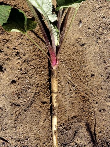 Petite bardane (Arctium minus)_4