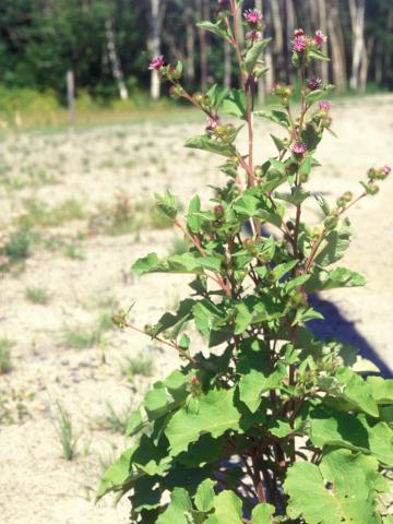 Petite bardane (Arctium minus)_9