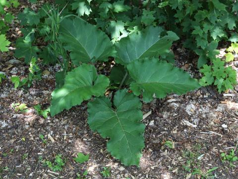 Petite bardane (Arctium minus)_15