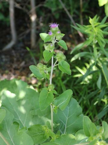 Petite bardane (Arctium minus)_18