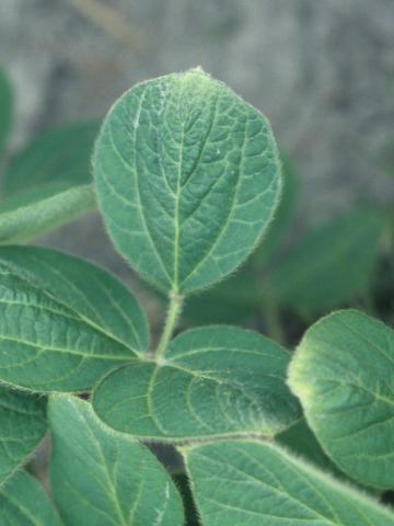 Soya - dicamba (4)_1