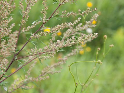 Armoise vulgaire(Artemisia vulgaris)_8