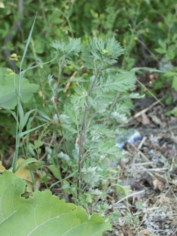 Armoise vulgaire(Artemisia vulgaris)_11