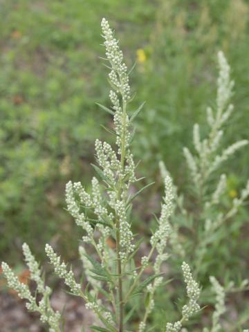 Armoise vulgaire(Artemisia vulgaris)_12