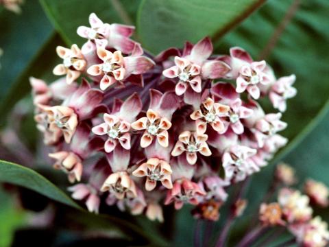 Asclépiade commune (Asclepias syriaca)_6