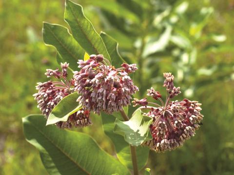 Asclépiade commune (Asclepias syriaca)_7