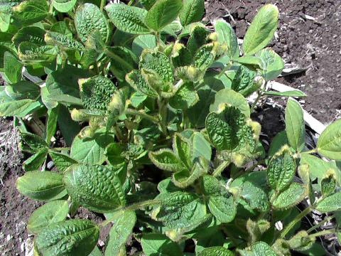 Soya - dicamba (4)_3