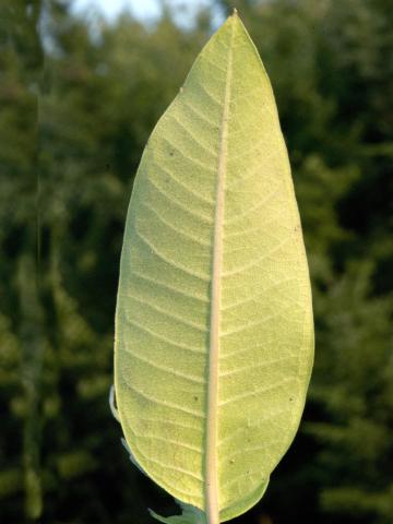 Asclépiade commune (Asclepias syriaca)_12