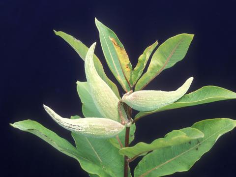 Asclépiade commune (Asclepias syriaca)_14