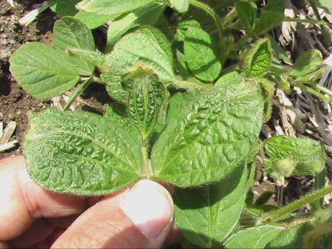 Soya - dicamba (4)_4