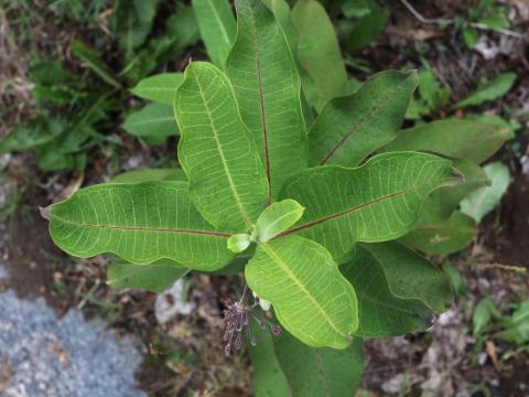 Asclépiade commune (Asclepias syriaca)_21