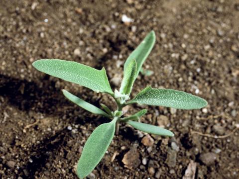 Arroche étalée(Atriplex patula)_2