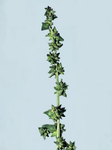 Arroche étalée(Atriplex patula)_4