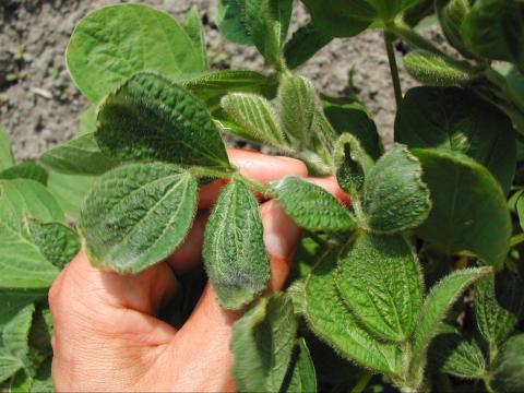 Soya - dicamba (4)_5