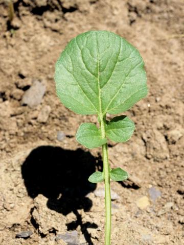 Barbarée vulgaire(Barbarea vulgaris)_3