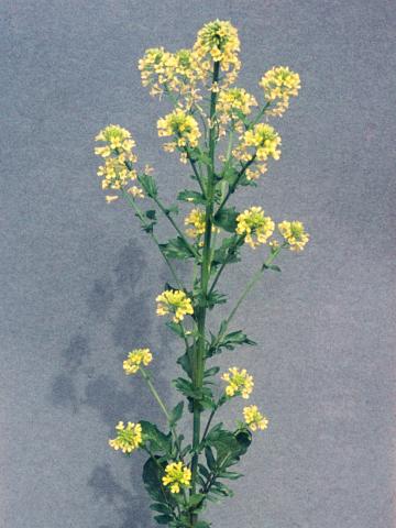 Barbarée vulgaire(Barbarea vulgaris)_5