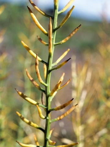 Barbarée vulgaire(Barbarea vulgaris)_6