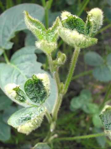 Soya - dicamba (4)_8