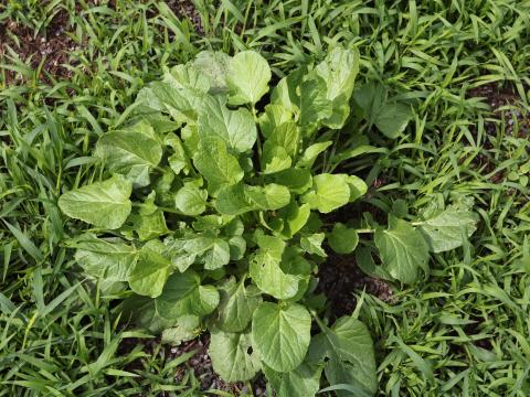 Barbarée vulgaire(Barbarea vulgaris)_15