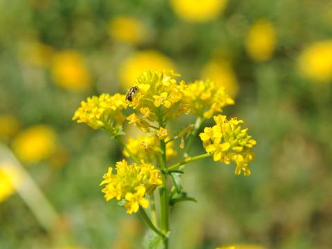 Barbarée vulgaire(Barbarea vulgaris)_18