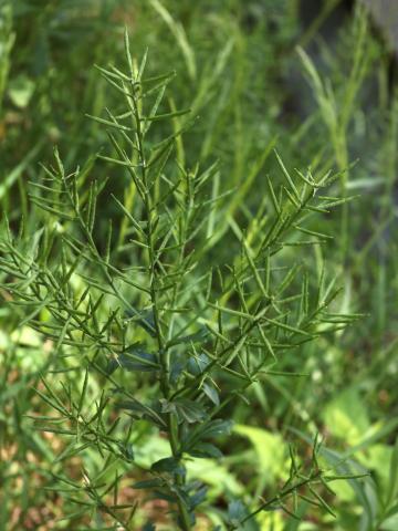 Barbarée vulgaire(Barbarea vulgaris)_19