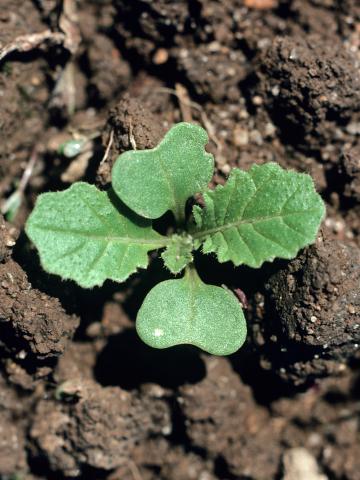 Moutarde oiseaux (Brassica rapa)_1