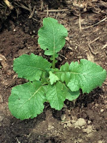 Moutarde oiseaux (Brassica rapa)_3