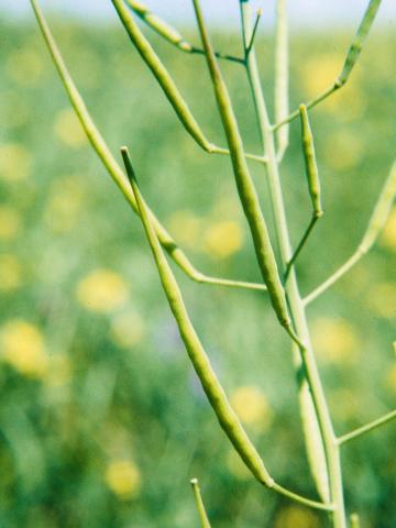 Moutarde oiseaux (Brassica rapa)_5