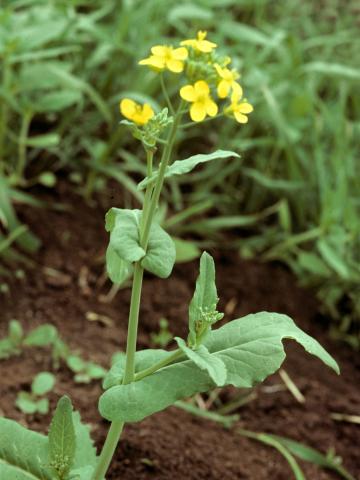 Moutarde oiseaux (Brassica rapa)_6