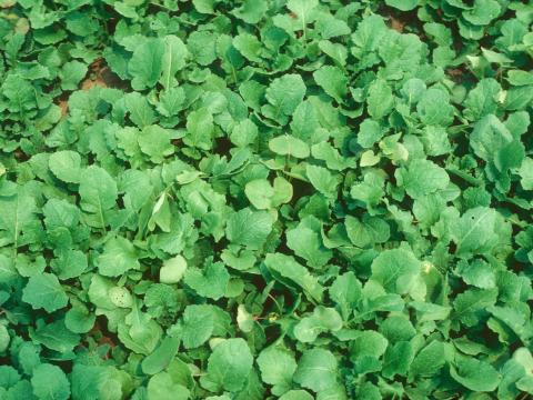 Moutarde oiseaux (Brassica rapa)_10