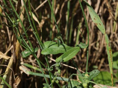 Moutarde oiseaux (Brassica rapa)_12