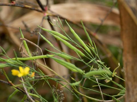 Moutarde oiseaux (Brassica rapa)_16