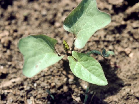 Liseron haies (Calystegia sepium)_2