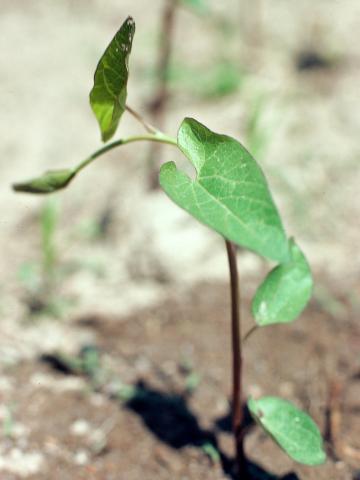 Liseron haies (Calystegia sepium)_3