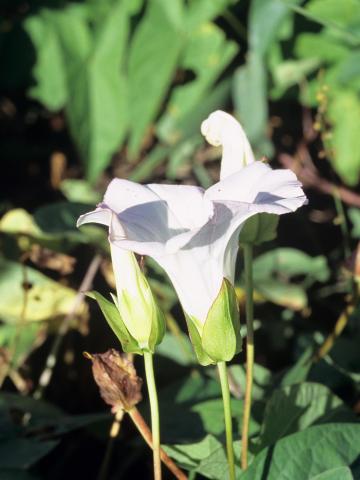 Liseron haies (Calystegia sepium)_4