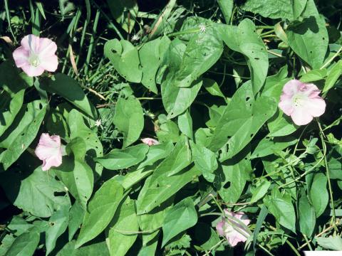 Liseron haies (Calystegia sepium)_5