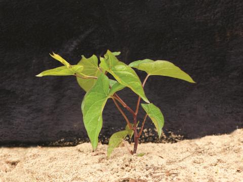 Liseron haies (Calystegia sepium)_7