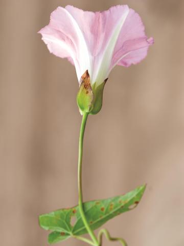 Liseron haies (Calystegia sepium)_10