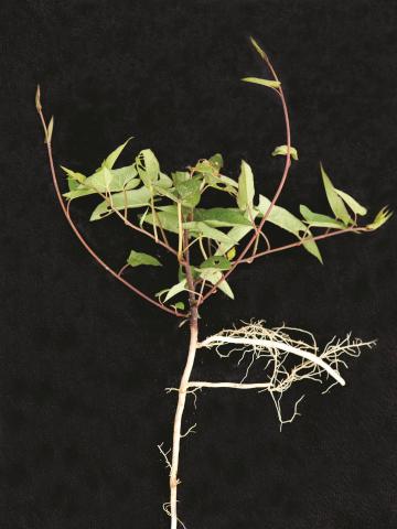 Liseron haies (Calystegia sepium)_15