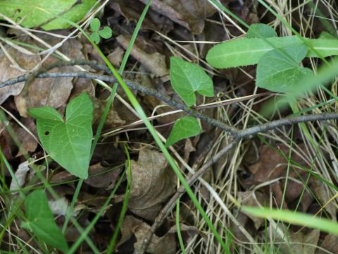 Liseron haies (Calystegia sepium)_21